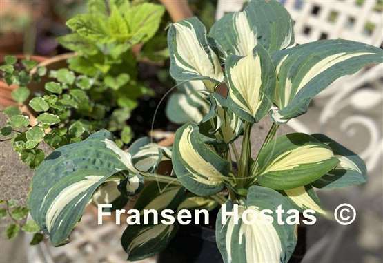 RARE Hostas