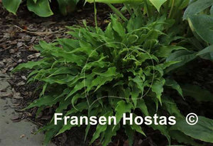 Hosta 'Tongue Lashing'