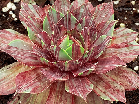 Sempervivum 'Splatter Matters'