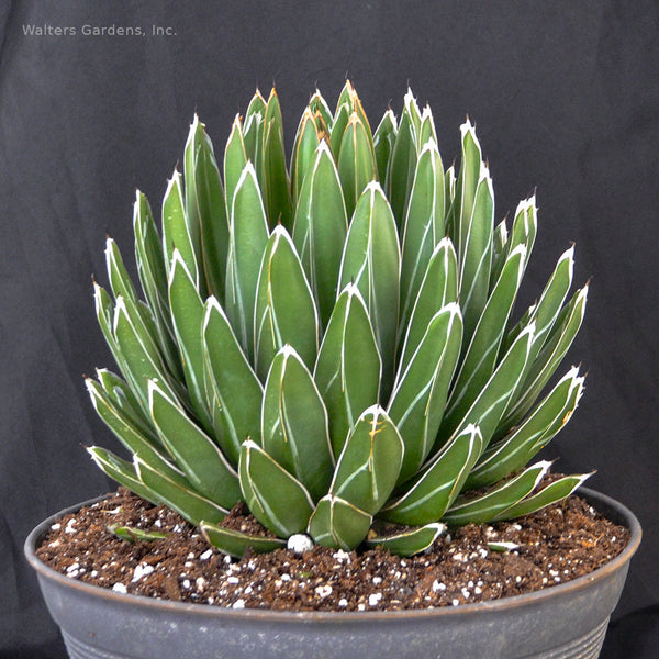 Agave victoriae-reginae 'Porcupine'