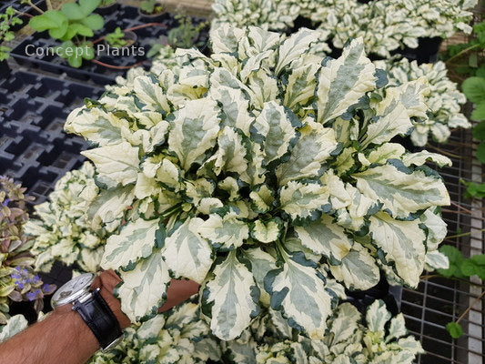 Ajuga Princess Leia