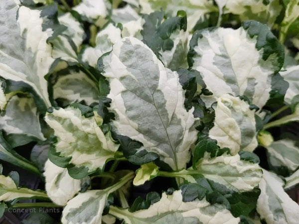 Ajuga Princess Leia leaf