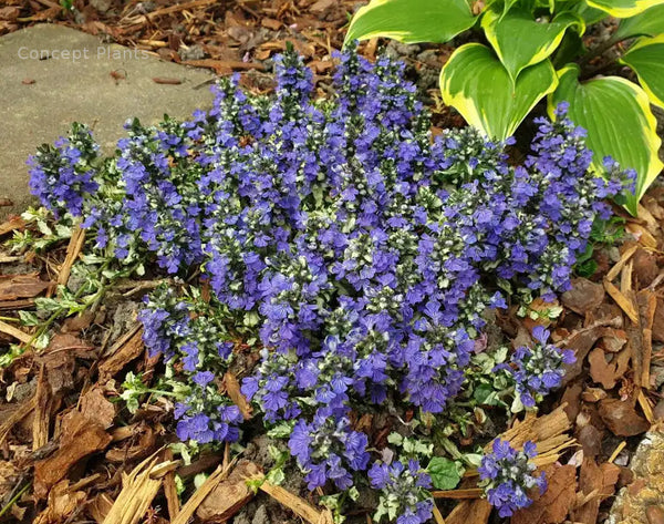 Ajuga Princess Leia blooming