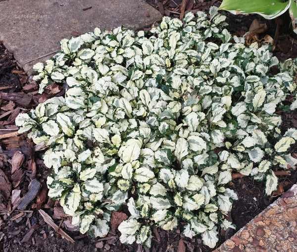 Ajuga Princess Leia