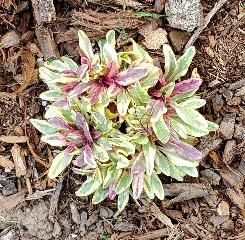Ajuga Princess Nadia