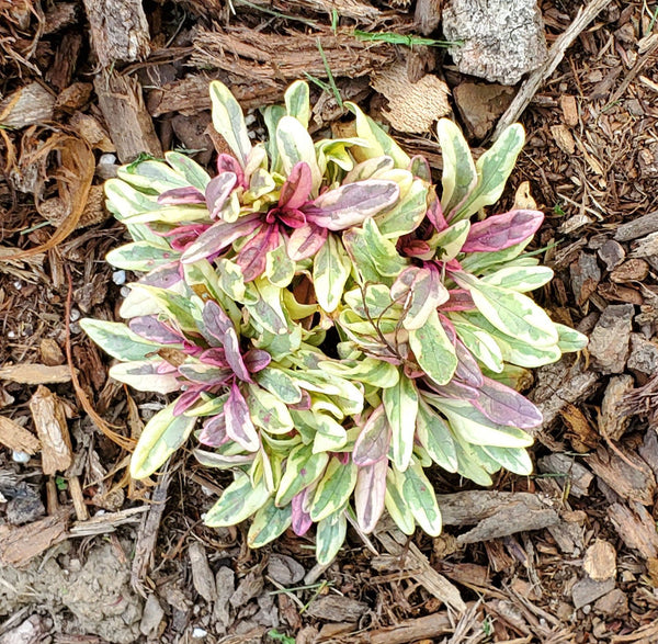Ajuga Princess Nadia