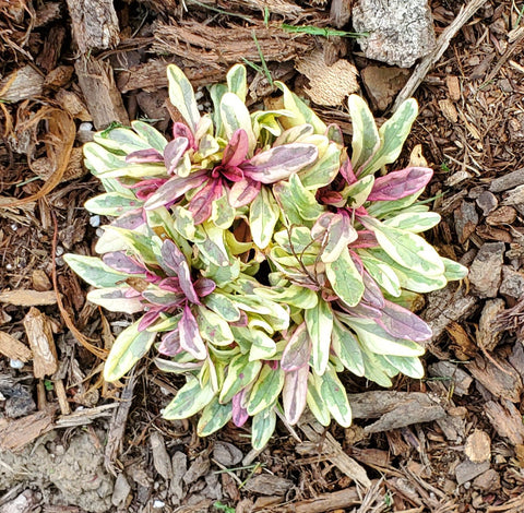 Ajuga Princess Nadia