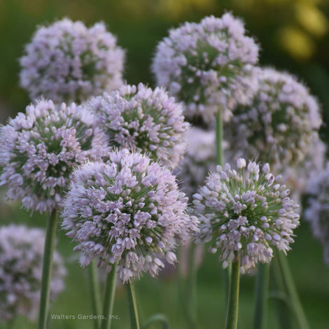 Sun Perennials