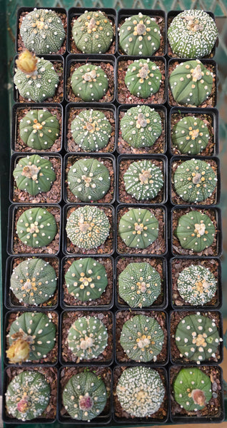 Astrophytum asterias