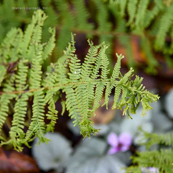 Athyrium 'Fronds Forever'