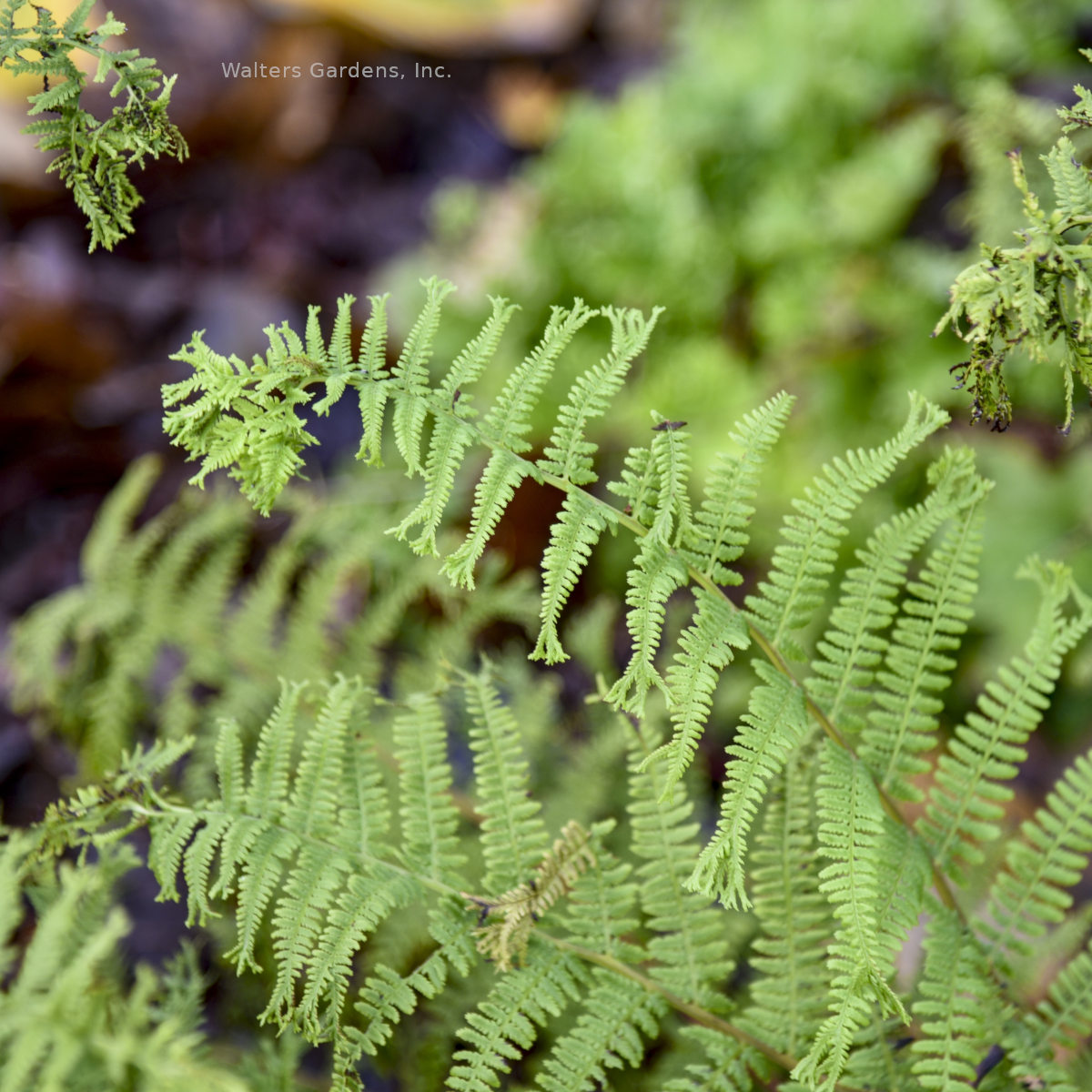 Athyrium 'Fronds Forever'