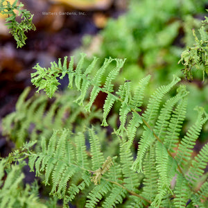 Athyrium 'Fronds Forever'