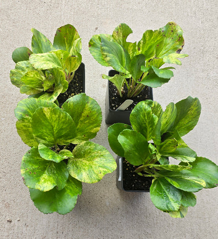 Bergenia cordifolia 'Tubby Andrews'