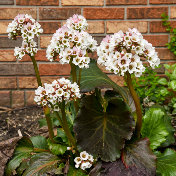 Bergenia 'Happily Ever After'