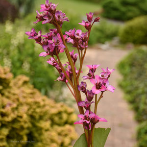 Bergenia 'Once upon a Dream'