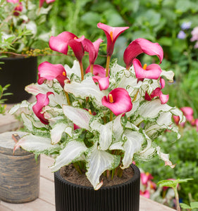 calla lily plant gift Calla 'Frozen Queen'
