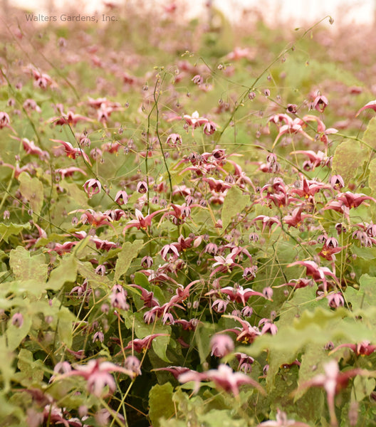 Epimedium 'Hugs and Kisses'