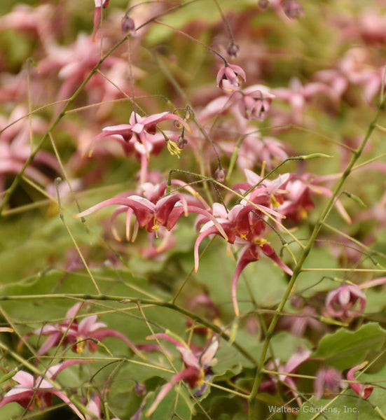 Epimedium 'Hugs and Kisses'