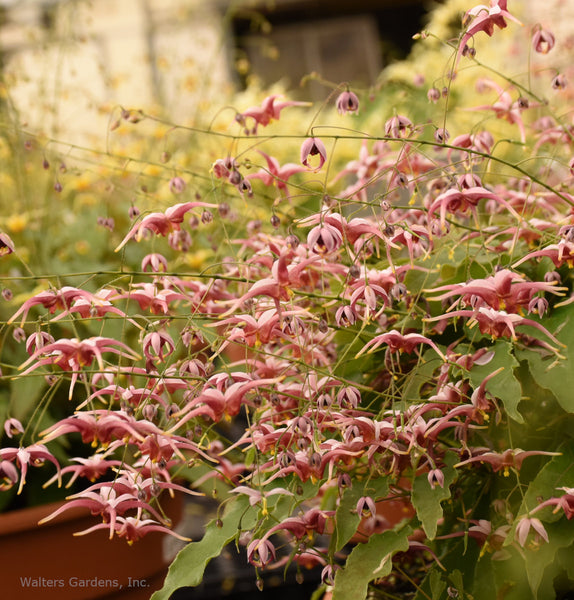 Epimedium 'Hugs and Kisses'