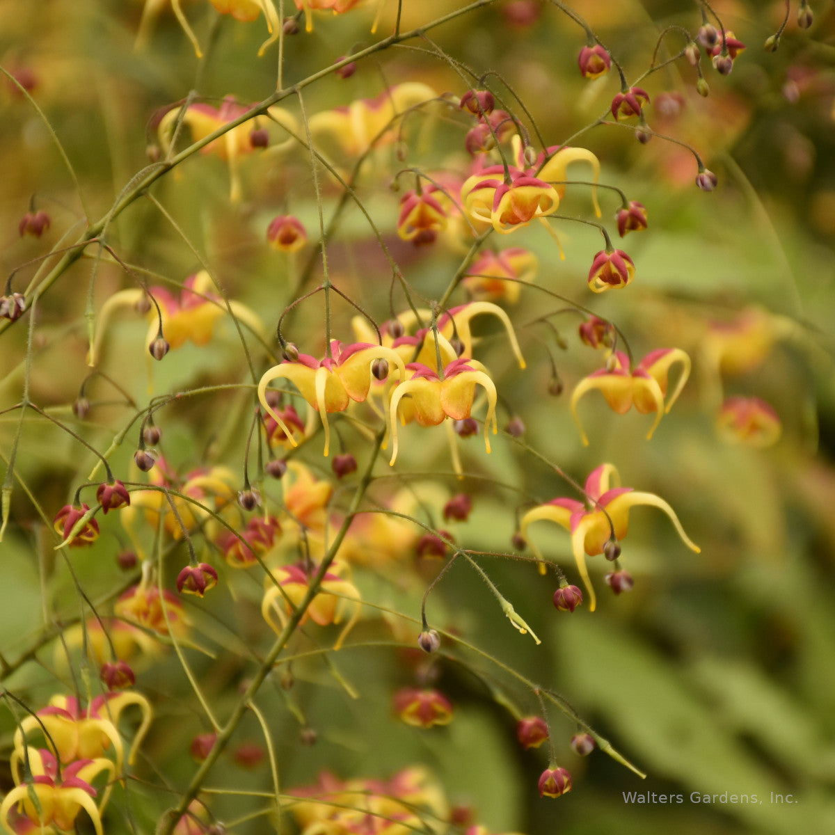 Epimedium 'Jester's Hat'