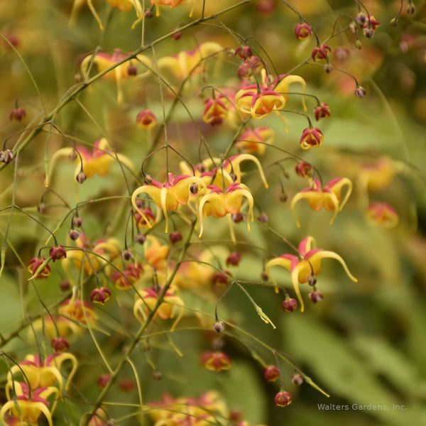 Epimedium 'Jester's Hat'