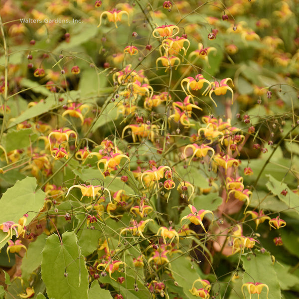 Epimedium 'Jester's Hat'