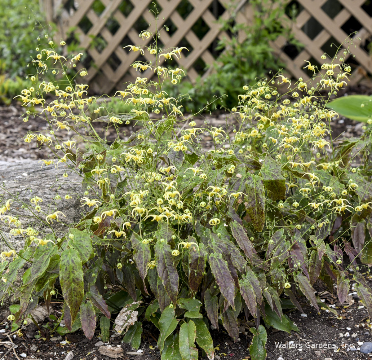 Epimedium 'Woodland Elf'