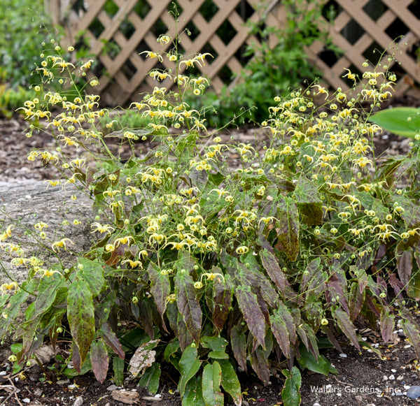 Epimedium 'Woodland Elf'