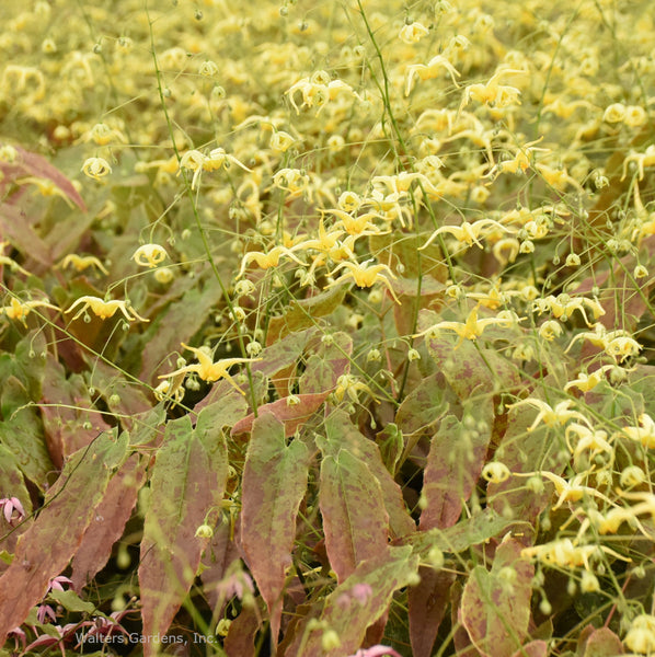 Epimedium 'Woodland Elf'