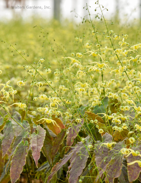 Epimedium 'Woodland Elf'