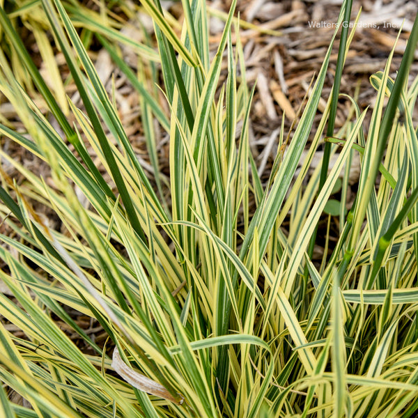 Festuca 'Perfect Edging'