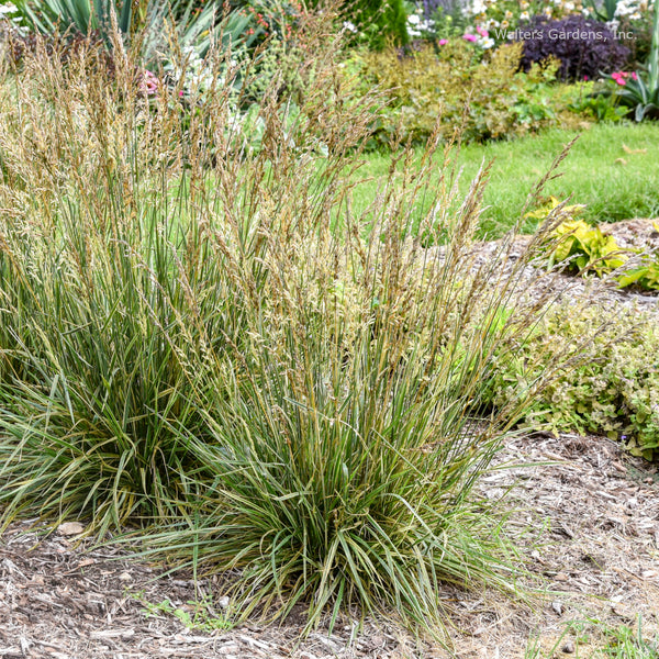 Festuca arundinacea 'Perfect Edging'