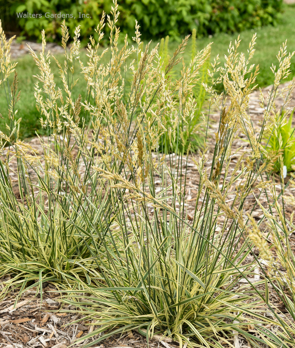 Festuca 'Perfect Edging'