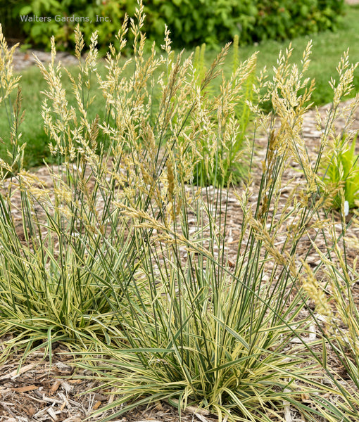 Festuca 'Perfect Edging'