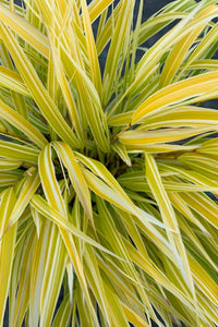 Hakonechloa macra 'Lemon Zest'