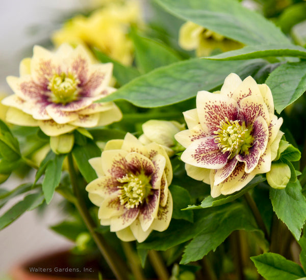 Helleborus 'Father of the Bride'