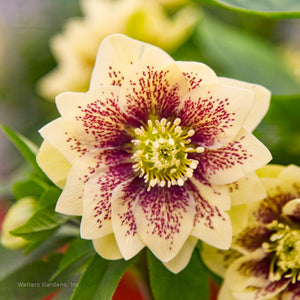 Helleborus 'Father of the Bride'