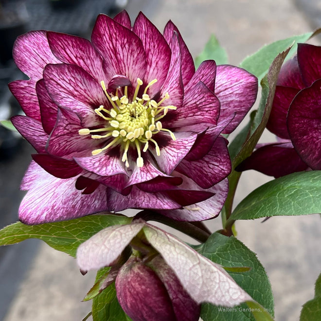 Hellebores