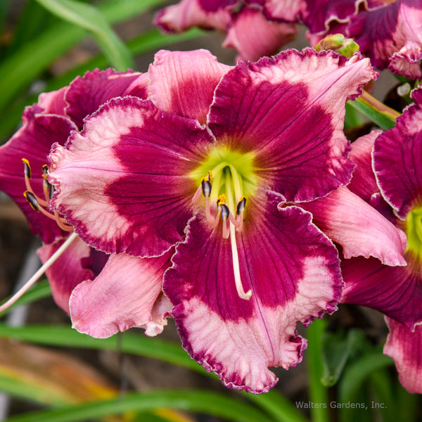 Hemerocallis 'Don't Lose Heart'