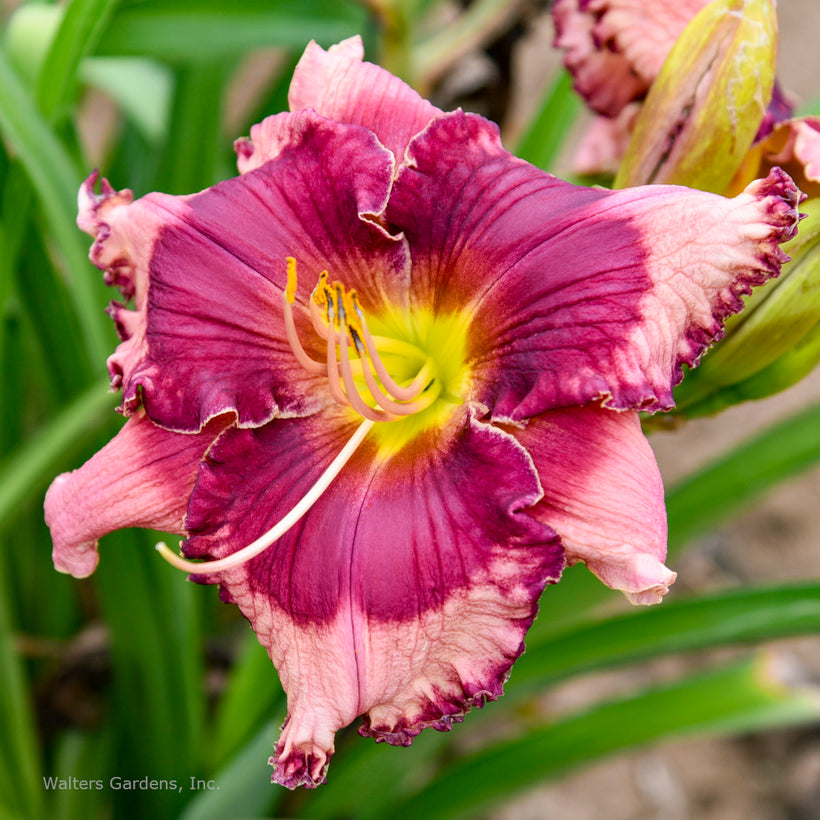 Daylilies