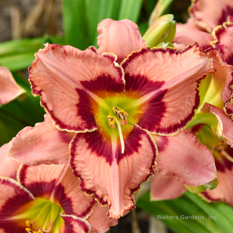 Hemerocallis 'Fearfully and Wonderfully Made'