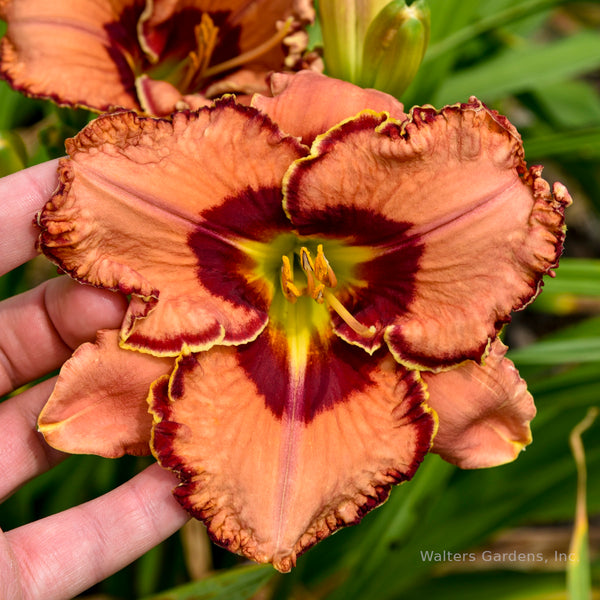 Hemerocallis 'Fearfully and Wonderfully Made'