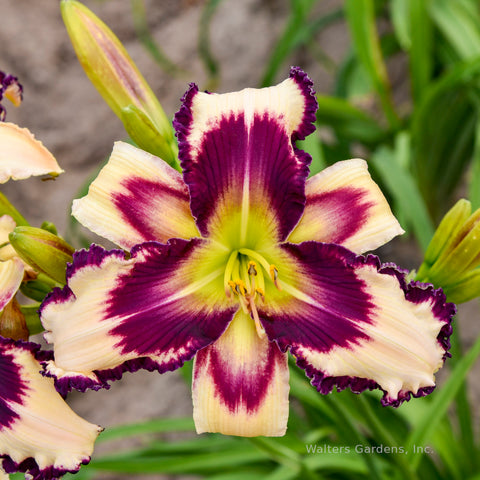 Hemerocallis 'Inscribed On My Heart'