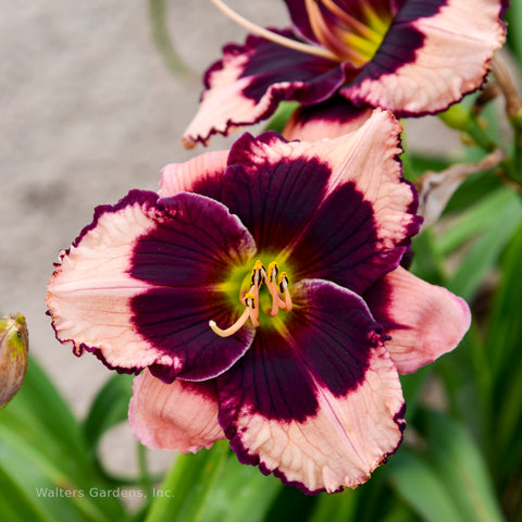 Hemerocallis 'Jane Trimmer'