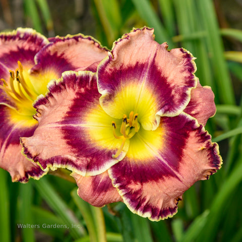 Hemerocallis 'Momentary Bliss'