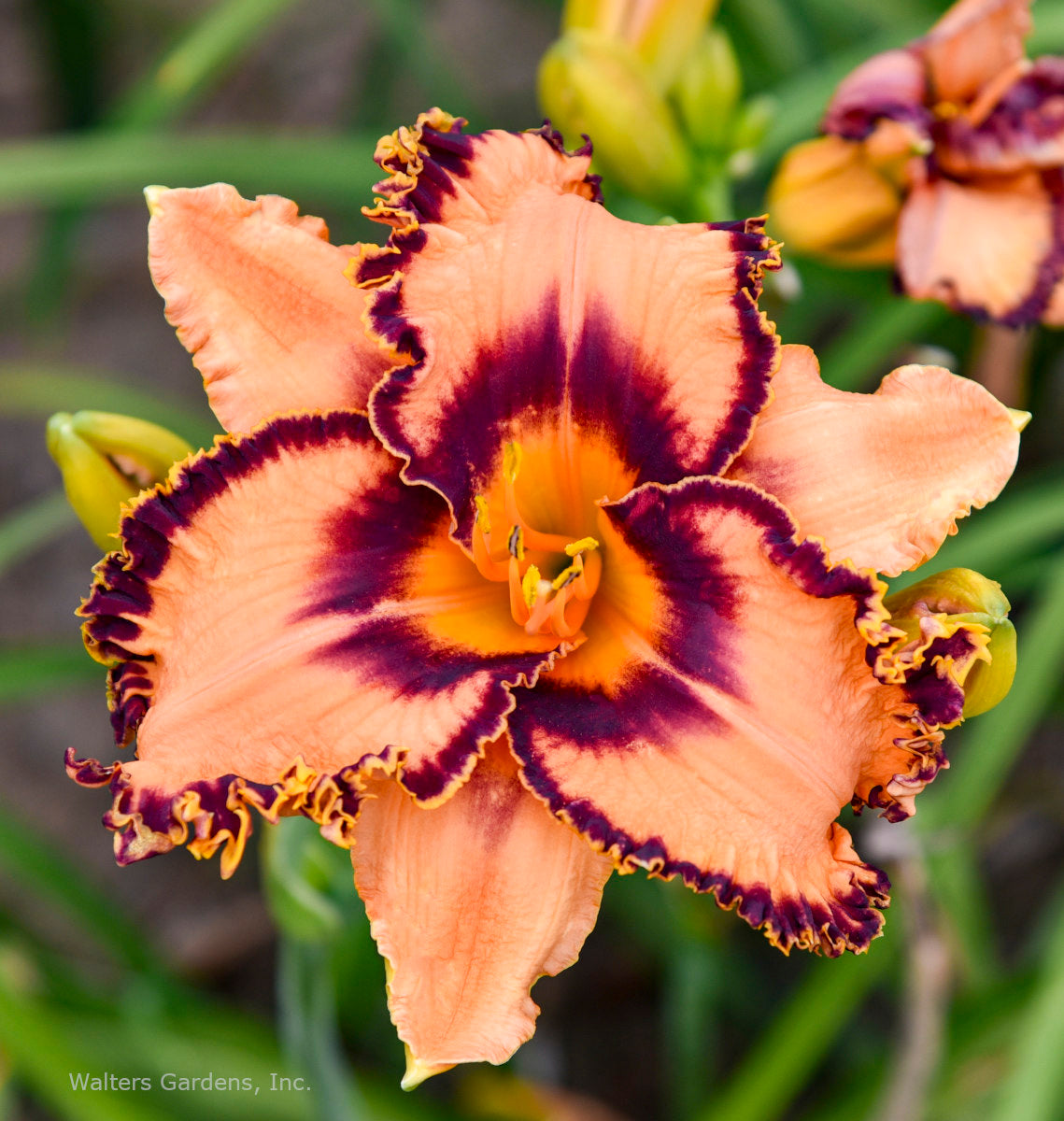 daylily house plant Hemerocallis 'One Hit Wonder'