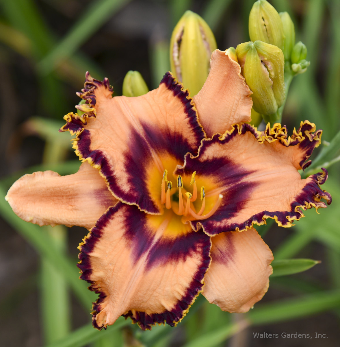 Hemerocallis 'One Hit Wonder'