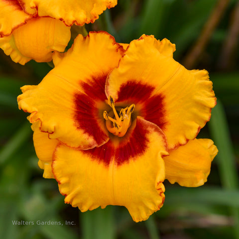 Hemerocallis 'Pooh Bear'