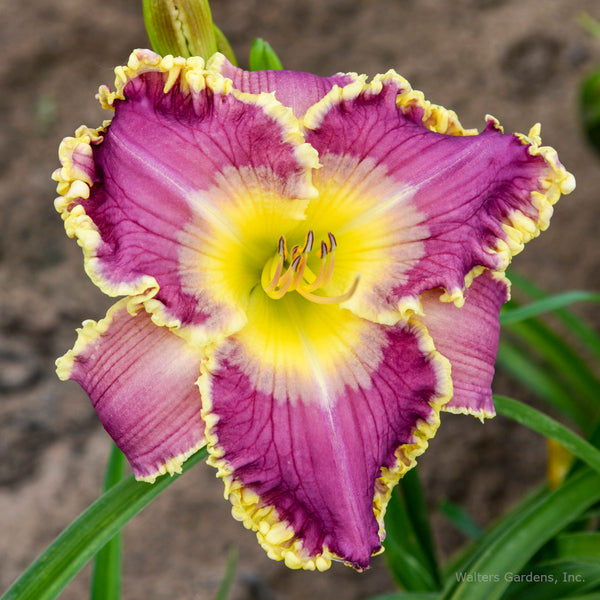 Hemerocallis 'Royal Invitation'