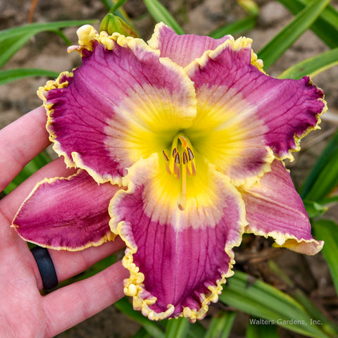 Hemerocallis 'Royal Invitation'